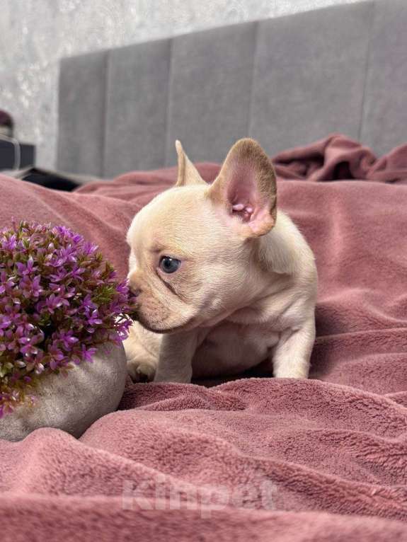 Собаки в Москве: Французский бульдог щенок Девочка, 60 000 руб. - фото 2