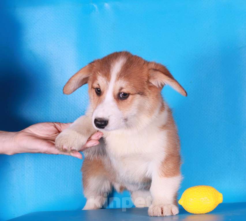 Собаки в Москве: вельш корги пемброк щенки Мальчик, 90 000 руб. - фото 7