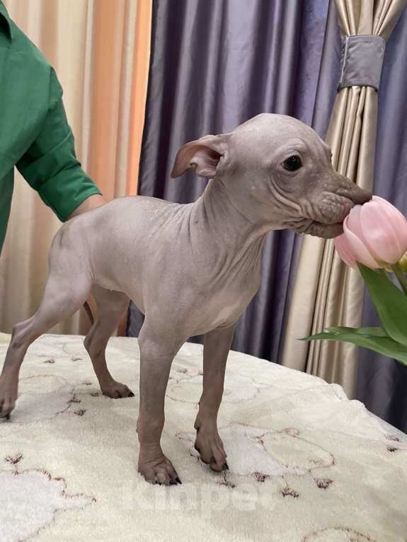 Собаки в Подольске: Щенки американского голого терьера Девочка, 40 000 руб. - фото 4
