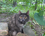 Кошки в Санкт-Петербурге: Кошка на улице. Девочка, Бесплатно - фото 1