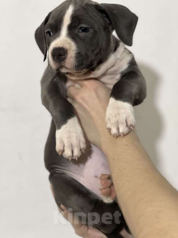 Собаки в Москве: Девочка 1 Девочка, 50 000 руб. - фото 2