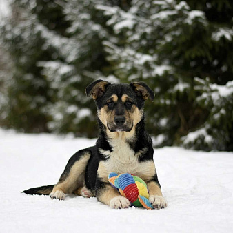 щенок Ника в добрые руки