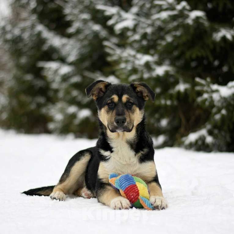 Собаки в Москве: щенок Ника в добрые руки Девочка, Бесплатно - фото 1