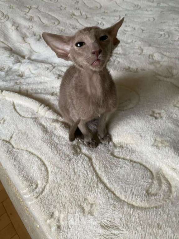 Кошки в Москве: Ориентальный котенок Мальчик, 55 000 руб. - фото 3
