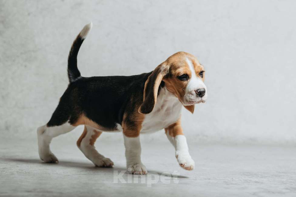 Собаки в Санкт-Петербурге: Высокопородный щенок бигля  Девочка, 50 000 руб. - фото 3