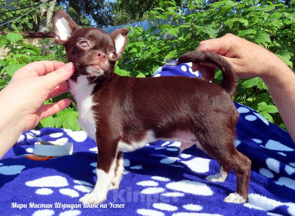 Собаки в Санкт-Петербурге: Чихуахуа Шанс на Успех Мальчик, 70 000 руб. - фото 2