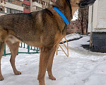 Собаки в Москве: Молодой пес Кирил,  верный, добрый друг в добрые руки Мальчик, 10 руб. - фото 4