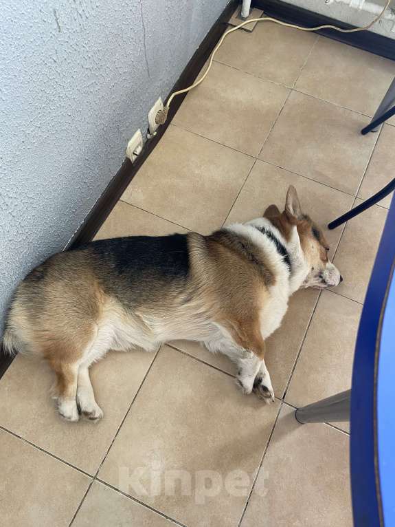 Собаки в Москве: Шелби ищет новый дом Мальчик, Бесплатно - фото 4