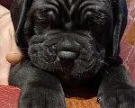 Собаки в Ясногорске: Предлагаются к продаже щенки кане корсо Девочка, 55 000 руб. - фото 4