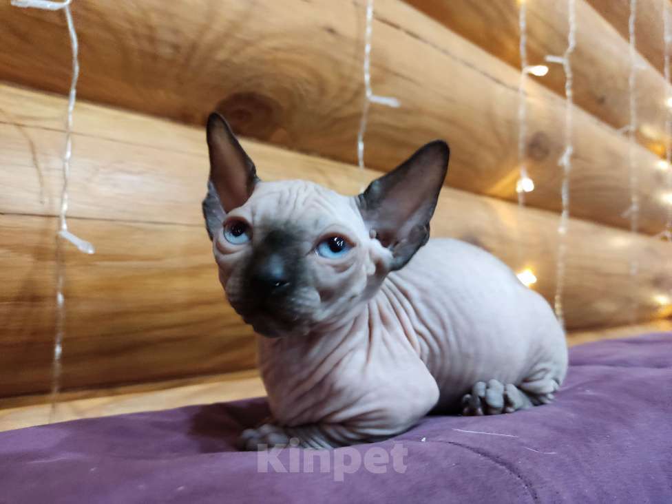 Кошки в Брянске: Милашка Мальчик, 1 руб. - фото 2