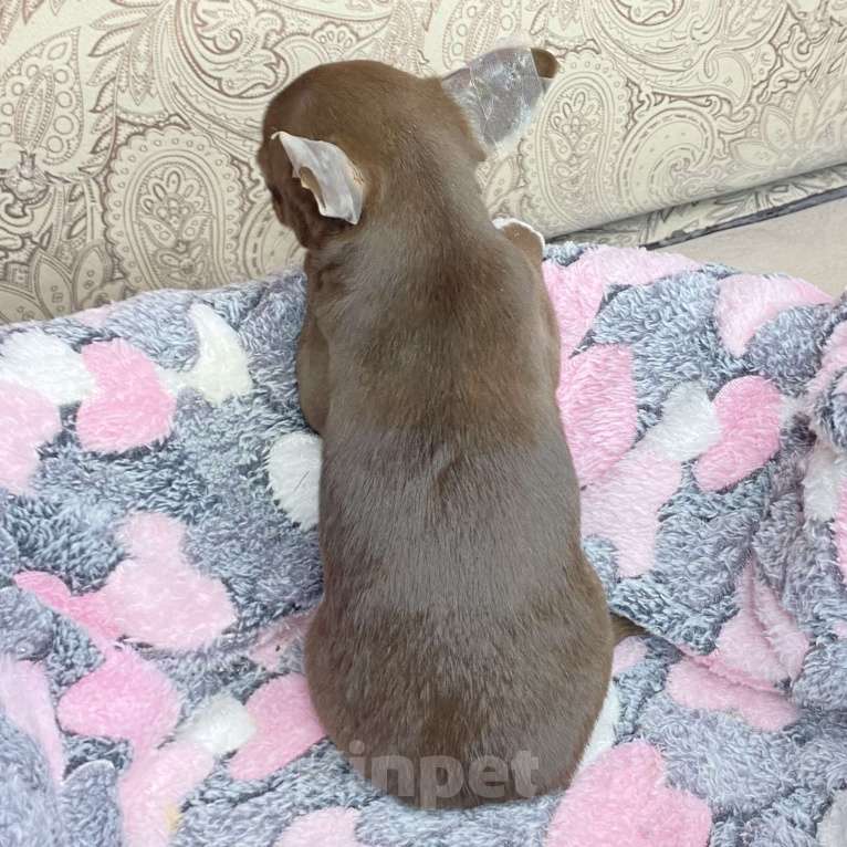 Собаки в Москве: Щенки чихуахуа  Девочка, Бесплатно - фото 4