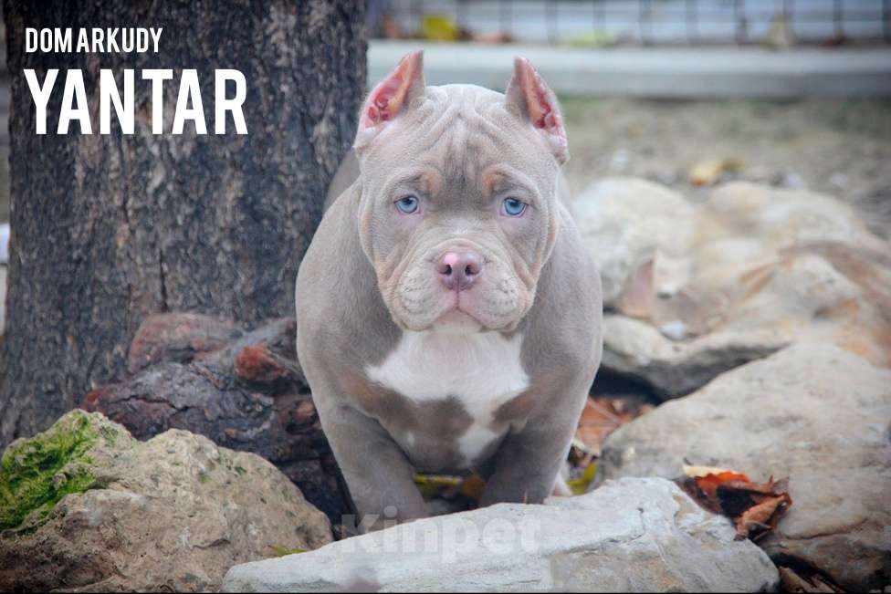 Собаки в Саратове: Американский Булли Питомник Мальчик, 150 000 руб. - фото 1