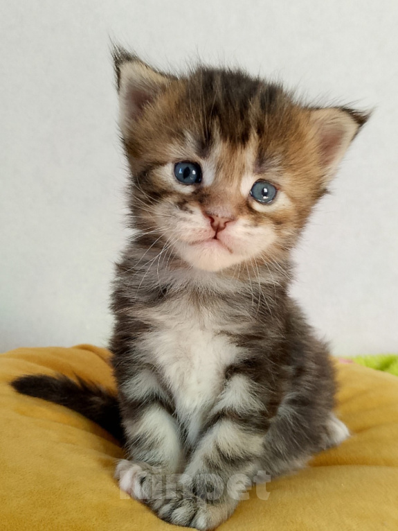 Кошки в Энгельс: Котенок Мэйн кун Девочка, 50 000 руб. - фото 2
