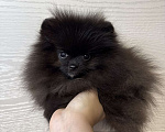 Собаки в Москве: Щенки померанский шпиц, кобель, черный Мальчик, 70 000 руб. - фото 1