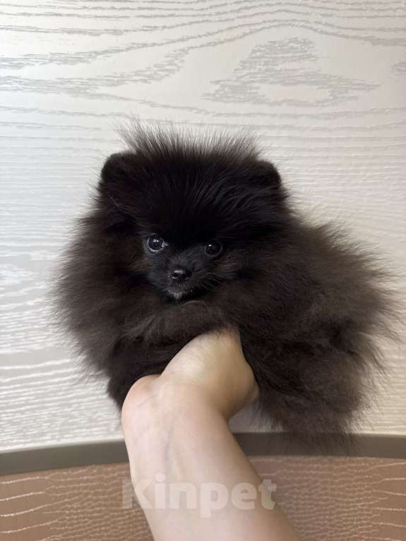 Собаки в Москве: Щенки померанский шпиц, кобель, черный Мальчик, 70 000 руб. - фото 1