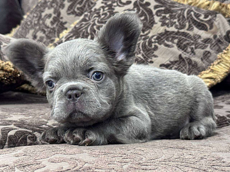 Французский бульдог Флаффи девочка