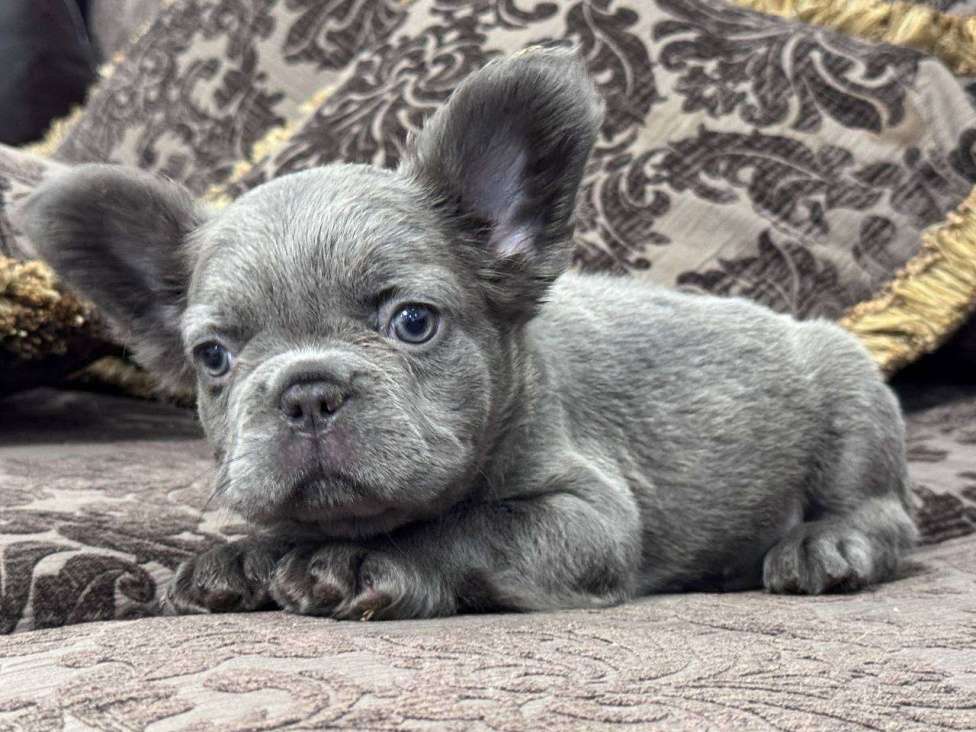 Собаки в Москве: Французский бульдог Флаффи девочка Девочка, 100 000 руб. - фото 1