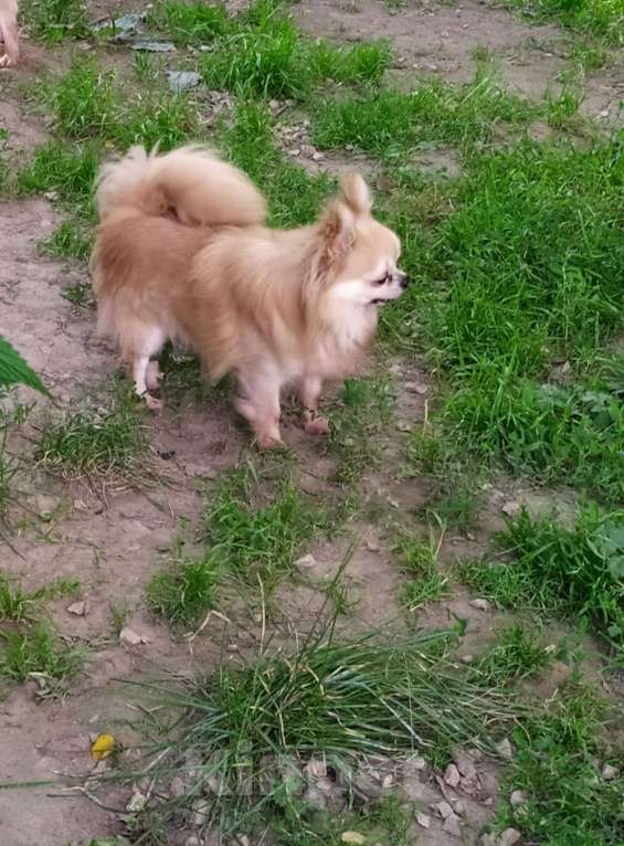 Собаки в Московском: красивый чихуахуа дш кобель чемпион для вязки Москва Мальчик, 10 000 руб. - фото 3