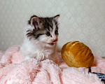 Кошки в Санкт-Петербурге: Котенок Фисташка Девочка, 1 000 руб. - фото 5