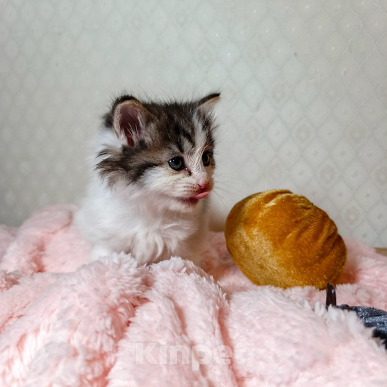 Кошки в Санкт-Петербурге: Котенок Фисташка Девочка, 1 000 руб. - фото 5