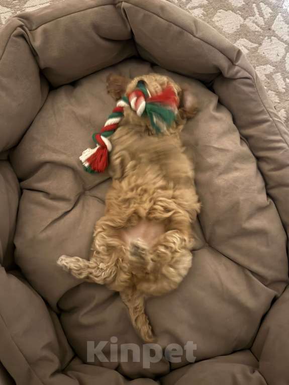 Собаки в Самаре: Продам карликового пуделя Девочка, 40 000 руб. - фото 1