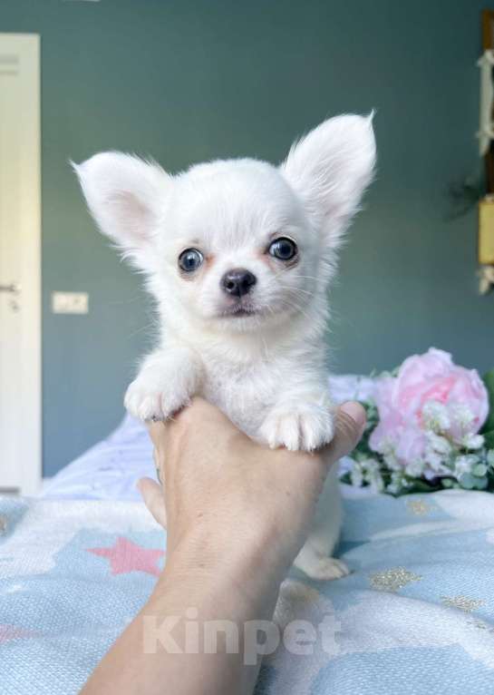 Собаки в Коломне: Киви белый малыш чихуахуа с зелеными глазками  Мальчик, 50 000 руб. - фото 3