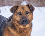 Собаки в Люберцах: Самый добрый и спокойный Бой в поисках самого теплого дома Мальчик, 10 руб. - фото 6
