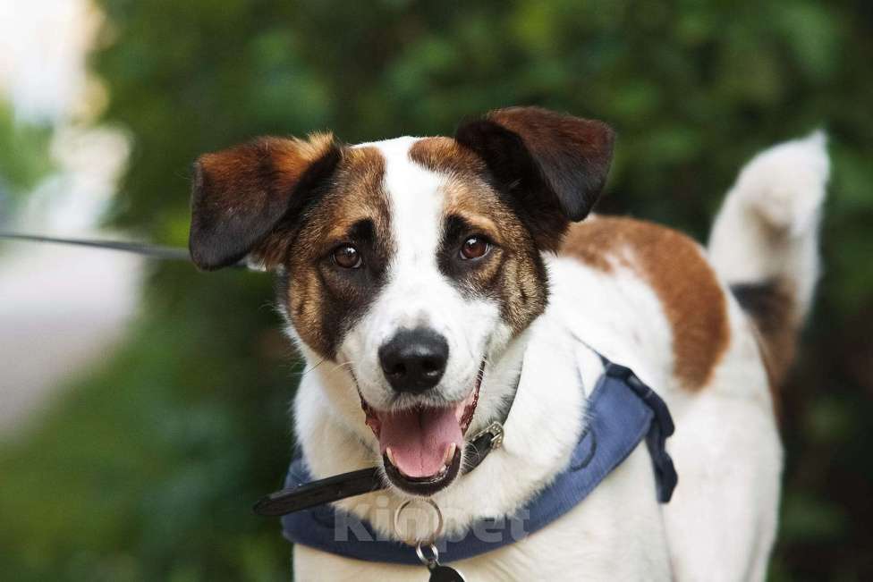 Собаки в Москве: Познакомьтесь с невероятно спокойным и умным Арни! Мальчик, 1 руб. - фото 9