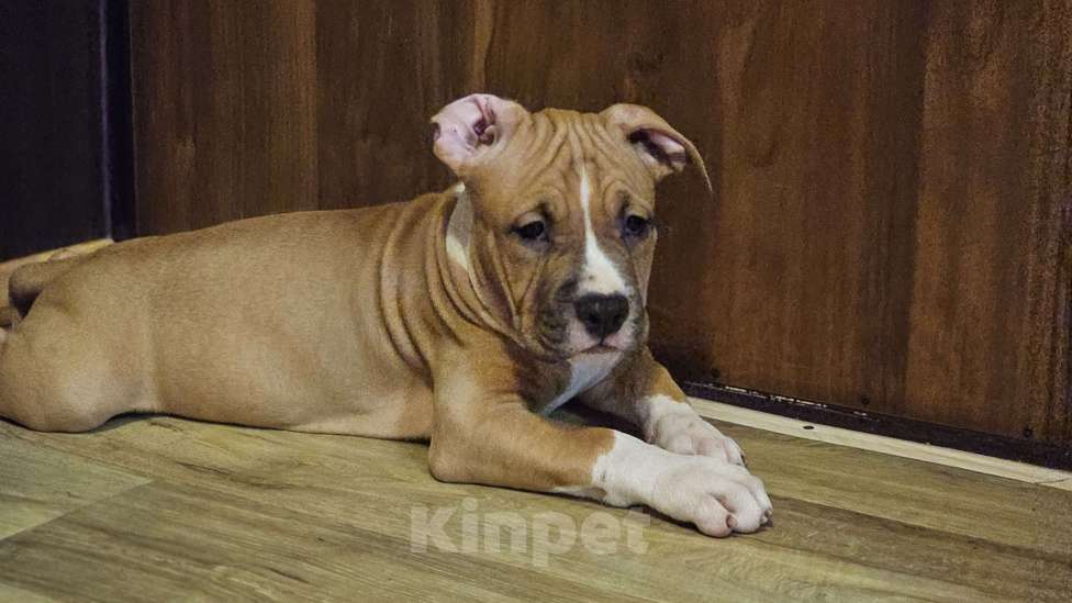 Собаки в Красногорске: Девочка  Девочка, 50 000 руб. - фото 2