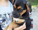 Собаки в Нижнем Новгороде: Отдаю в добрые руки щенка  Девочка, 1 руб. - фото 3