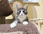 Кошки в Москве: Котенок Мейн Кун Девочка, Бесплатно - фото 2