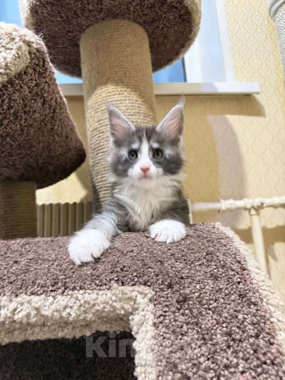 Кошки в Москве: Котенок Мейн Кун Девочка, Бесплатно - фото 2