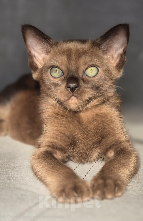 Кошки в Москве: Бурманские котята.😽Открыто бронирование!🔥❗️ Мальчик, 100 000 руб. - фото 1