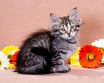 Кошки в Москве: Котенок Дарвин Мальчик, 60 000 руб. - фото 5