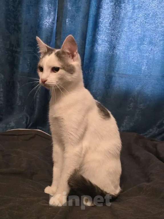 Кошки в Москве: Котик 8 месяцев Мальчик, 150 руб. - фото 6