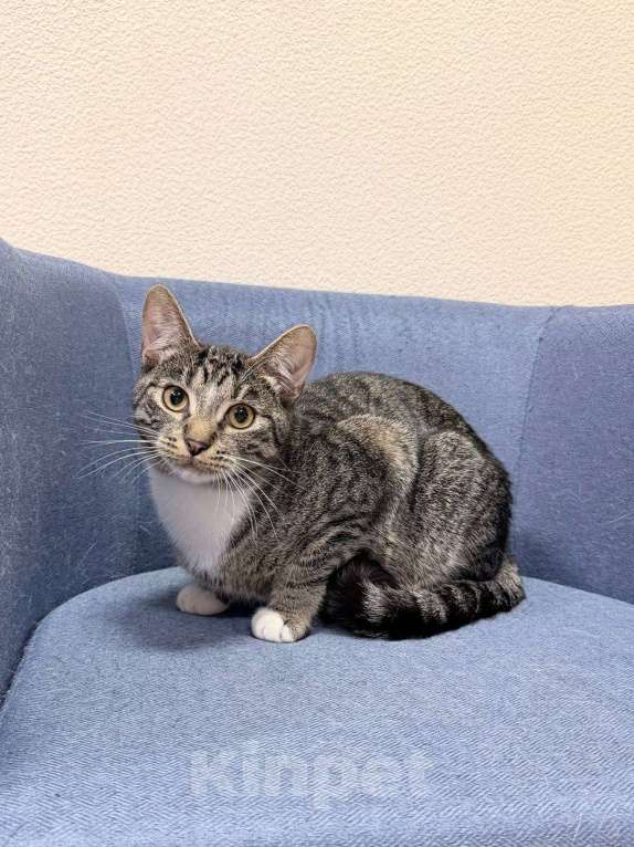 Кошки в Москве: котенок Барс ищет дом Мальчик, Бесплатно - фото 4