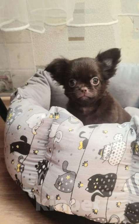 Собаки в Санкт-Петербурге: красивый парень чихуахуа Мальчик, Бесплатно - фото 2