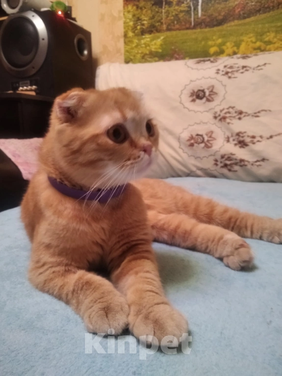 Кошки в Воронеже: Особенная кошечка Бося в добрые руки Девочка, Бесплатно - фото 6