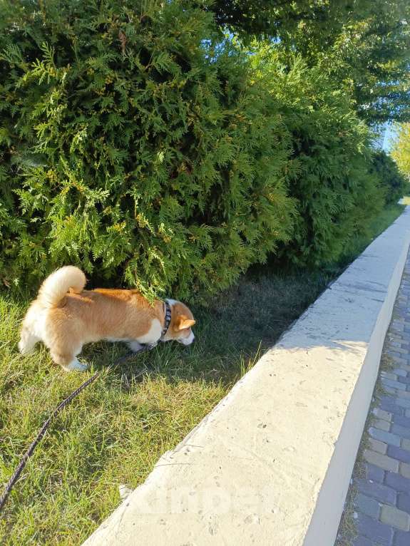 Собаки в Новороссийске: Вельш корги пемброк  Мальчик, 60 000 руб. - фото 3