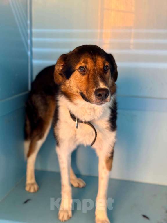 Собаки в Москве: Бывшедомашний. В приют через неделю Мальчик, Бесплатно - фото 2