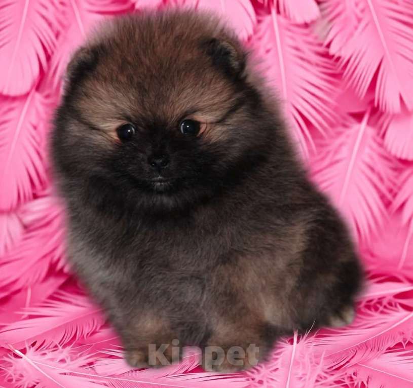 Собаки в Москве: Шпиц мальчик Мальчик, 40 000 руб. - фото 6