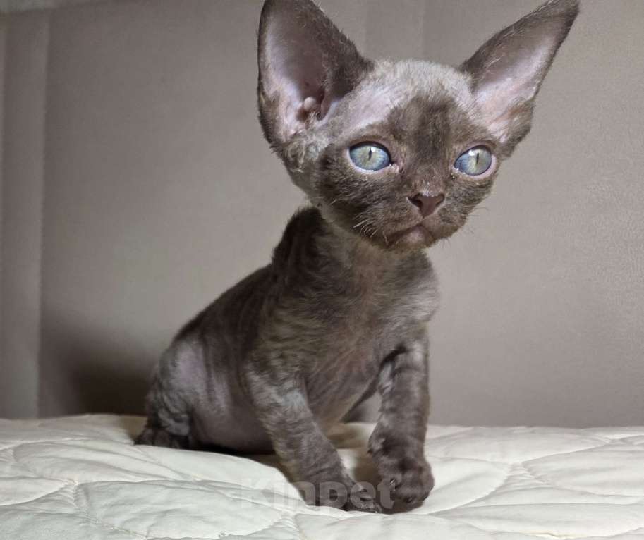 Кошки в Москве: Котенок Девон рекс Девочка, 85 000 руб. - фото 4