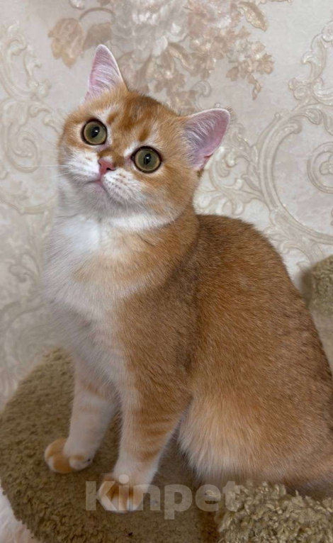 Кошки в Москве: Эсмеральда Девочка, 25 000 руб. - фото 5