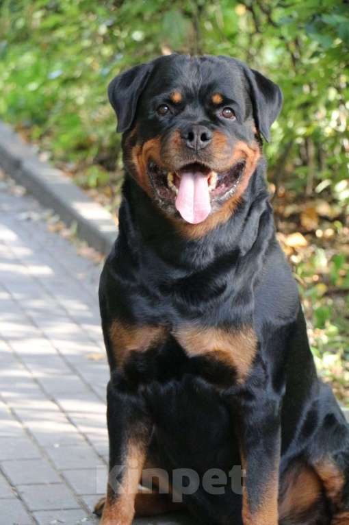 Собаки в Москве: питомник Девочка, Бесплатно - фото 3