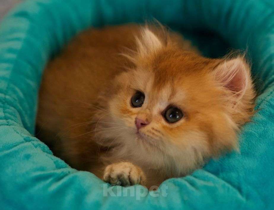 Кошки в Челябинске:  Британская золотая шиншилла ny 12 Девочка, 55 000 руб. - фото 5