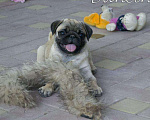 Собаки в Волгограде: Породистые щенки мопса из питомника, 30 000 руб. - фото 1