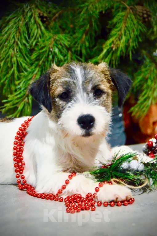 Собаки в Москве: Девочка Джек Рассел терьер  Девочка, 65 000 руб. - фото 2