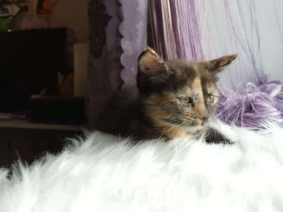 Кошки в Москве: Уникальная малышка в добрые руки Девочка, Бесплатно - фото 4