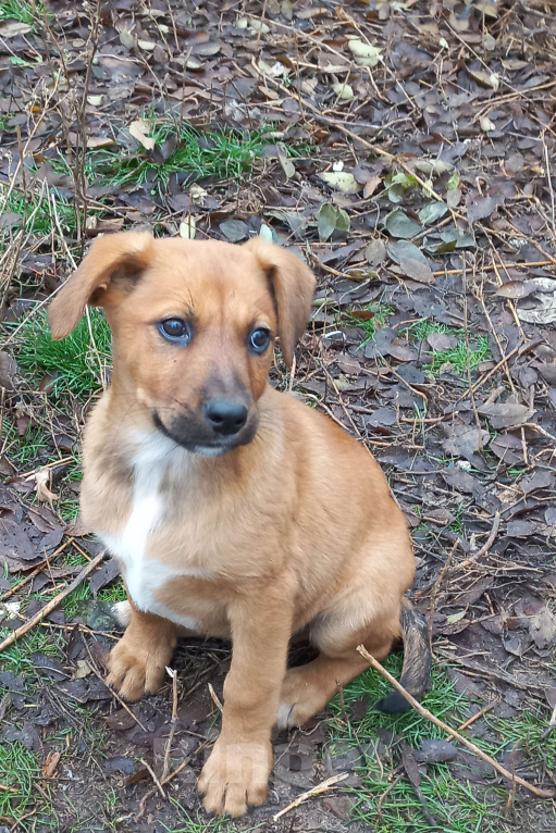 Собаки в Волгограде: Щенки ищут дом. Мальчики. 2.5 месяца Мальчик, Бесплатно - фото 5