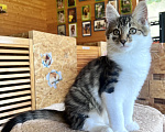 Кошки в Москве: Котенок Мисси Девочка, Бесплатно - фото 4